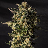 π Sour Kush Seeds (100% off)